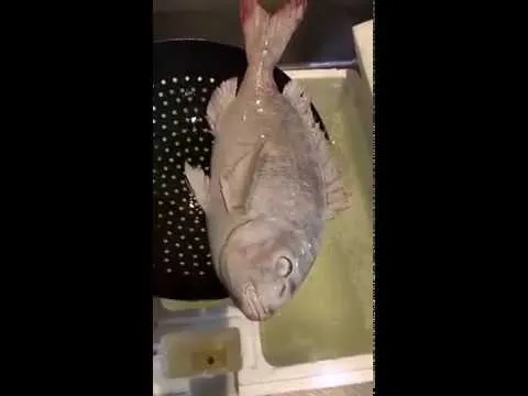 Acquari da visitare in puglia